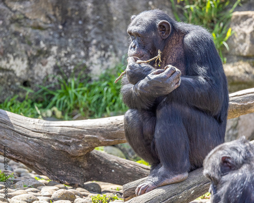 Chimpanzee (Pan troglodytes) holding a stick, sitting in a log, in the sun, looking thoughtful.