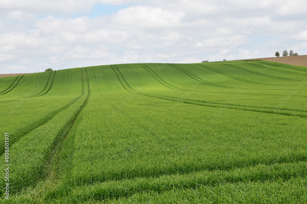 Gerste, Wintergerste, Hordeum vulgare beim Ährenschieben, Grannenspitzen, großes Feld