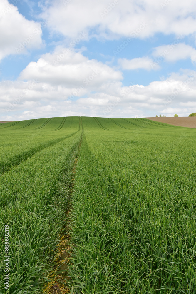 Naklejka premium Gerste, Wintergerste, Hordeum vulgare beim Ährenschieben, Grannenspitzen, großes Feld