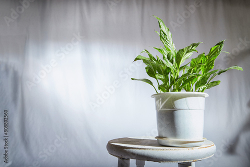 A healthy flower Dieffenbachia with distinctive green and white patterned leaves is showcased in pot against light, blurred background. Natural beauty of indoor foliage. Place for text, copy space
