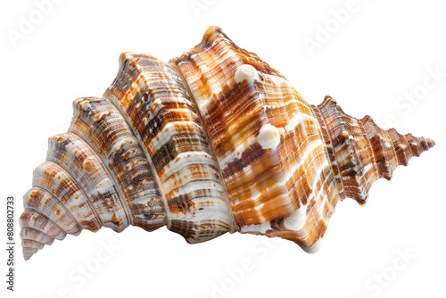 Close Up of a Sea Shell on White Background