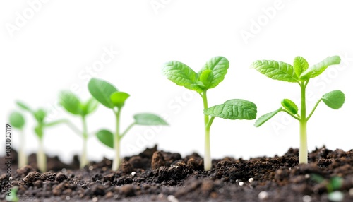 Young Seedlings Growing in Soil