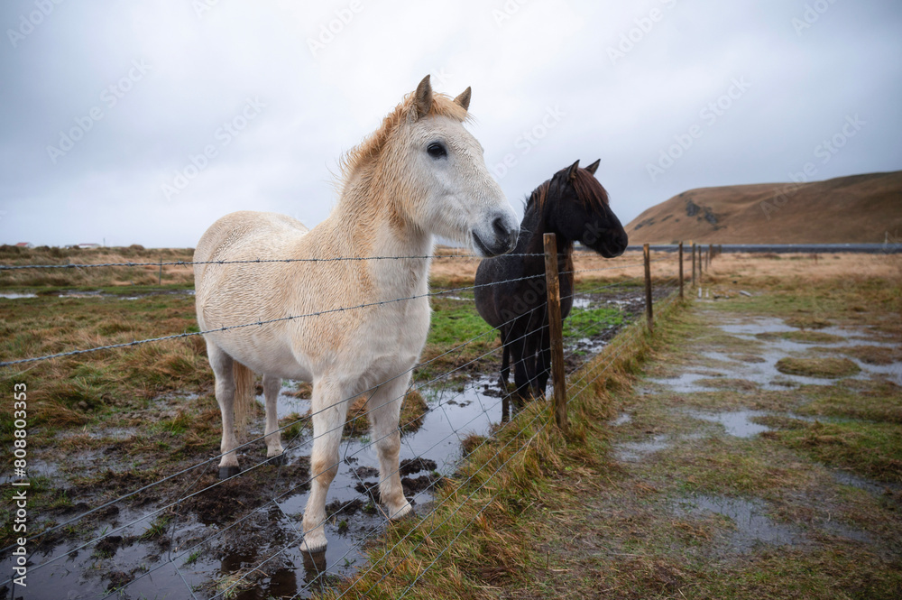 Friendly Icelandic Horses