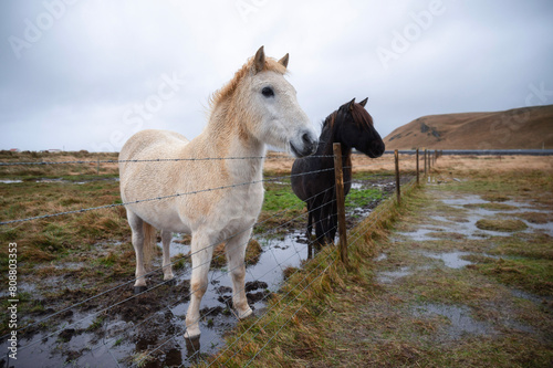 Friendly Icelandic Horses