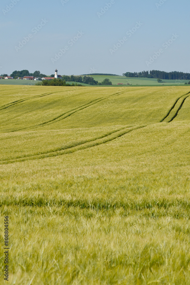 Gerste,  Wintergerste,  Hordeum vulgare L.