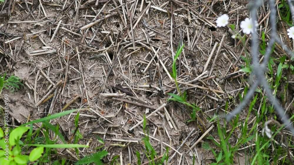An anthill (Formica rufa) with a colony of ants working on ground in close-up or macro shot. continuous movementt An anthill (Formica rufa) with a colony of ants working on ground in close-up or macro shot. continuous movementt
