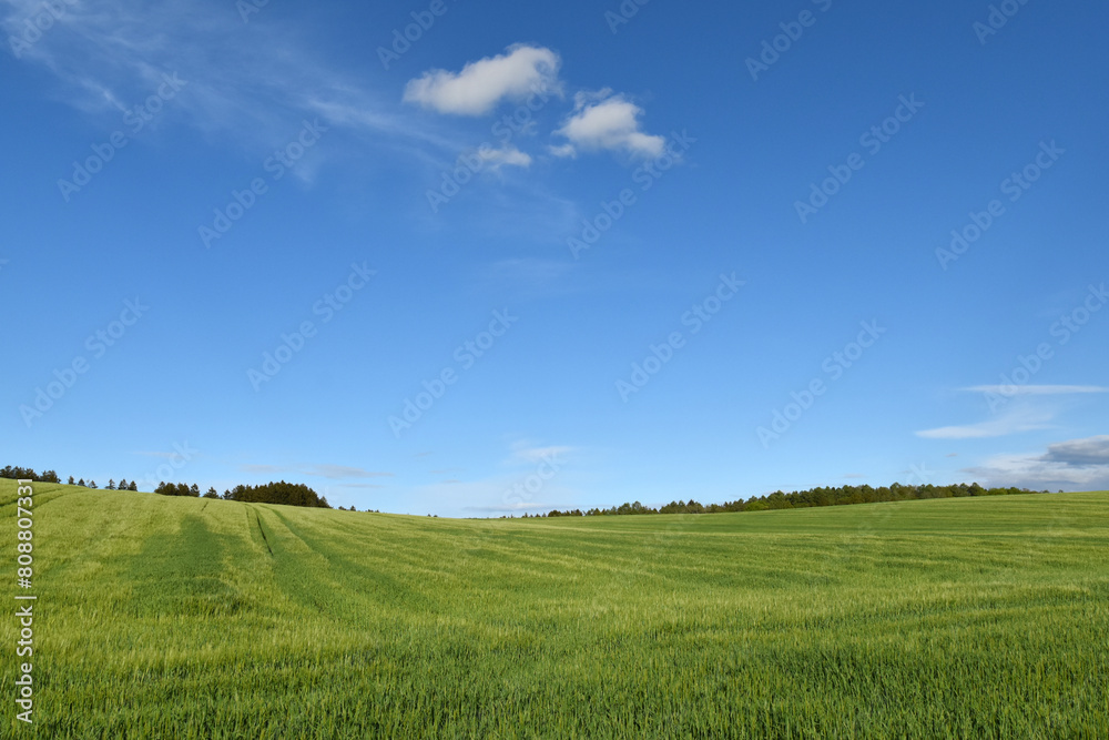 Gerste, Wintergerste, Hordeum vulgare, beim  Ährenschieben,  Grannenspitzen, Feld