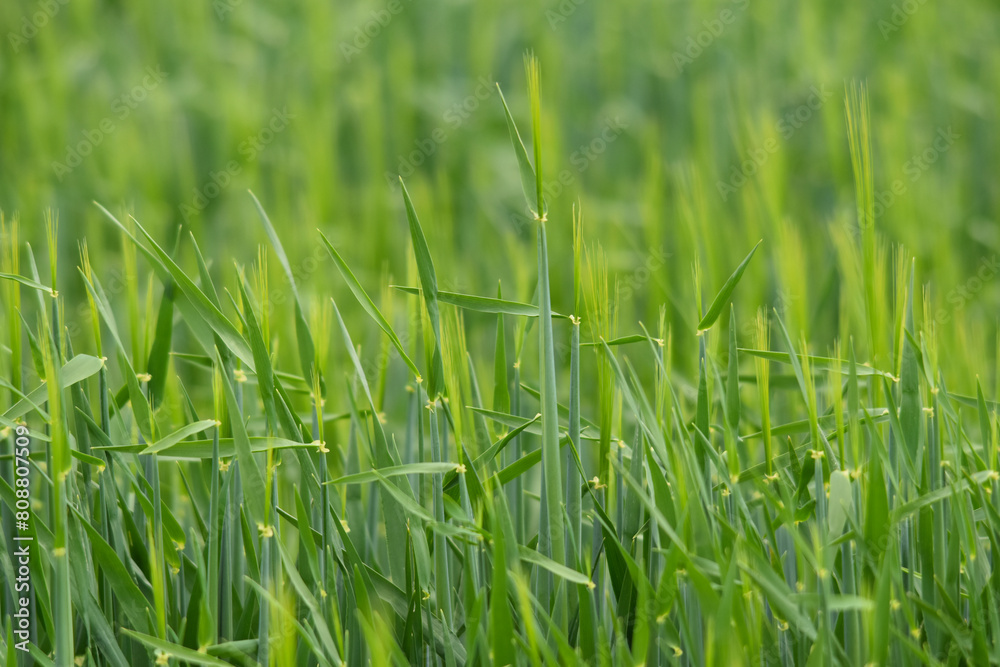 Gerste,  Wintergerste,  Hordeum vulgare L.,  beim  Ährenschieben,  Grannenspitzen,  Grannen,  Feldausschnitt