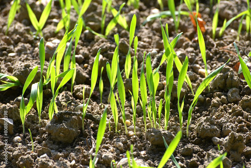 Gerste, Wintergerste, Hordeum vulgare, Wintergersten-Ähre  in der Blüte, Herbst photo