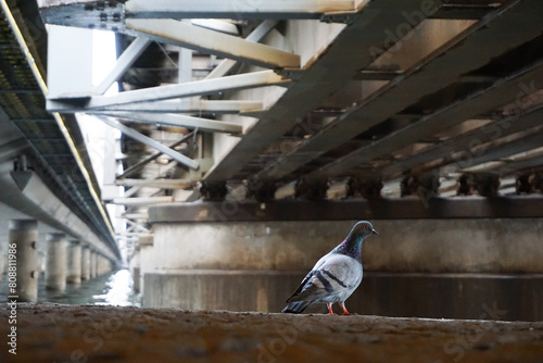 A pigeon on a wall under a bridge