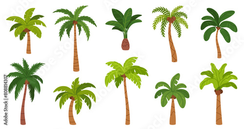 Palm trees. Cartoon tropical tree with different exotic green leaves, trunk and fruits. Nature jungle plants. Hawaii coconut and island banana tree. Rainforest elements. Vector set