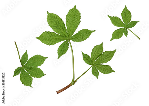 Foto Young green horse chestnut leaves isolated on a white background