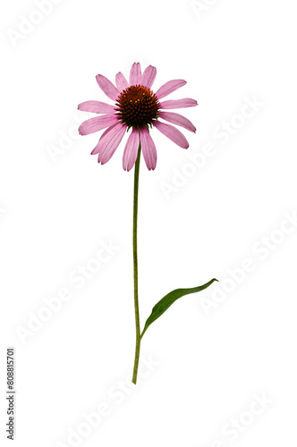 Pink Echinacea purpurea flower with leaves and stem isolated on a white background. Design element of creating floral arrangements, cards, invitations, floral frames.