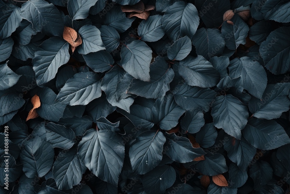 Black leaves. Garden botany dark leaves backdrop. Generate ai Black leaves. Garden botany dark leaves backdrop. Generate ai