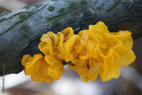 Tremella mesenterica, known as yellow brain, golden jelly fungus, yellow trembler or witches' butter, wild fungus from Finland photo