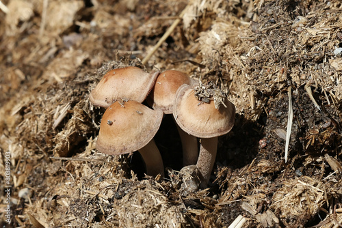 Panaeolus cinctulus, commonly known as the banded mottlegill, weed Panaeolus or subbs, psilocybin mushroom growing on horse dung in Finland photo