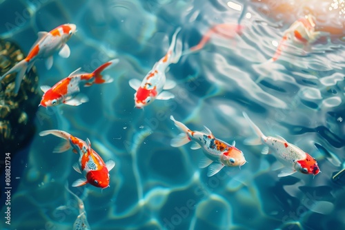 夏をイメージした涼しげな鯉の写真（錦鯉・コイ・鯉のぼり・アクアリウム） photo