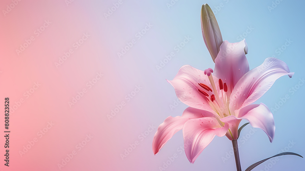 Pink lily flower isolated on gradient pink and blue background with copy space text. Elegant floral panorama banner for Mother’s Day, romantic Valentine's, Happy Birthday, spring and summer