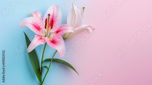 Pink lily flower isolated on gradient pink and blue background with copy space text. Elegant floral panorama banner for Mother’s Day, romantic Valentine's, Happy Birthday, spring and summer
