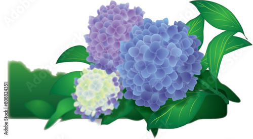 紫陽花　梅雨　初夏　和風　カラフル　イラスト　素材