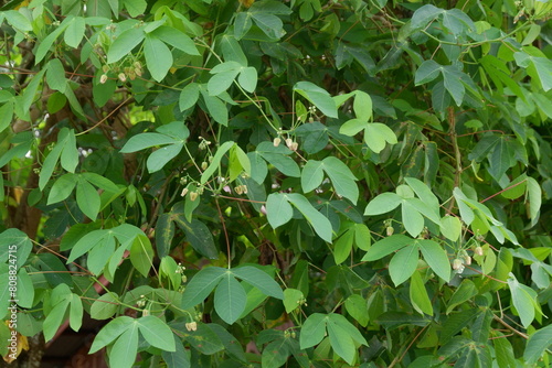 photography of rubber cassava leaf plant growing photo