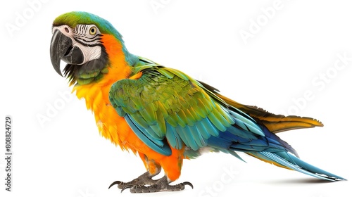 parrot, colorful talker Isolated on white background