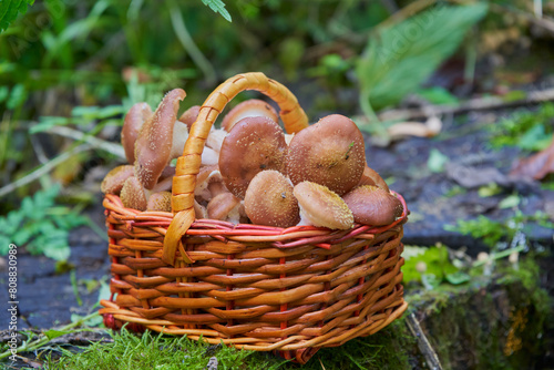 basket with mushrooms in the forest, harvested mushroom harvest in the forest