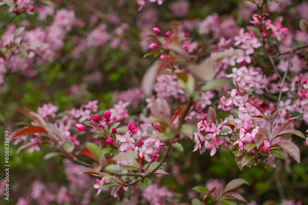 Selective focus close up blooming trees park, rainy day, bokeh natural background image Selective focus close up blooming trees park, rainy day, bokeh natural background image