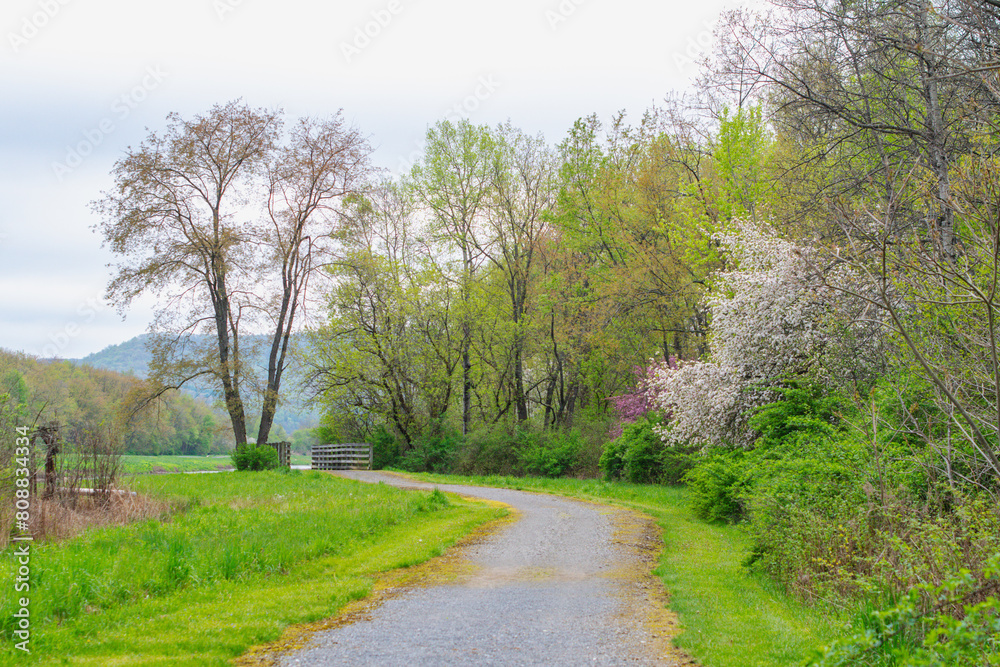 Selective focus close up blooming trees park, rainy day, bokeh natural background image