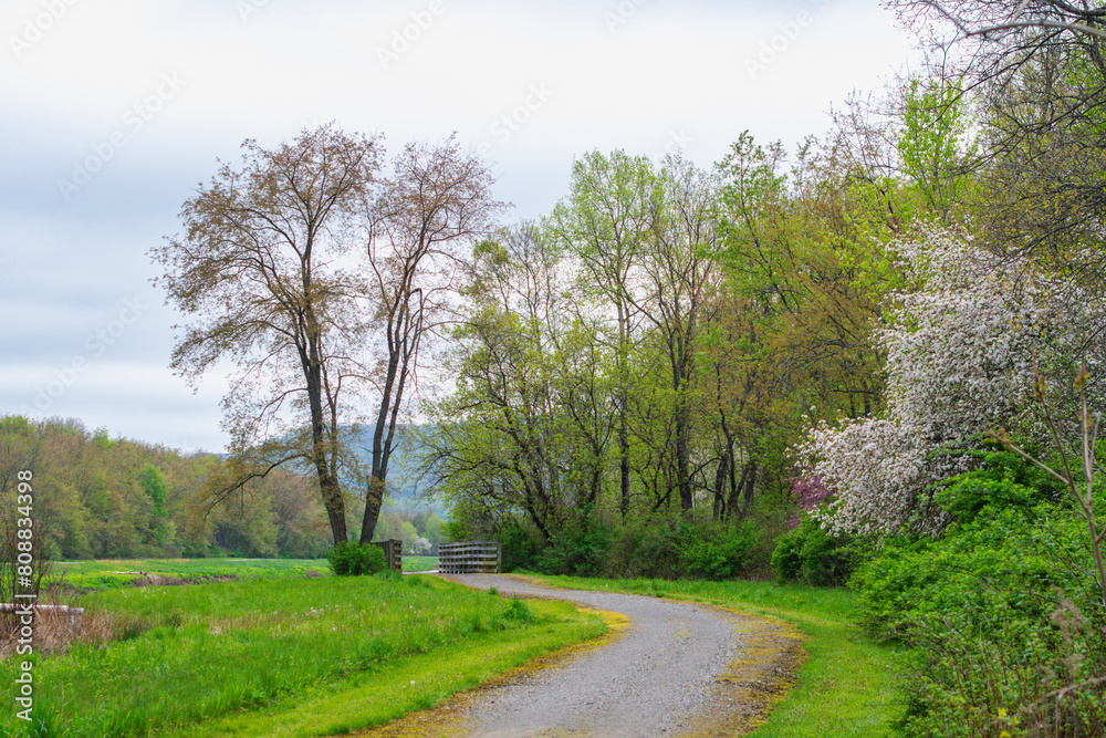 Selective focus close up blooming trees park, rainy day, bokeh natural background image Selective focus close up blooming trees park, rainy day, bokeh natural background image
