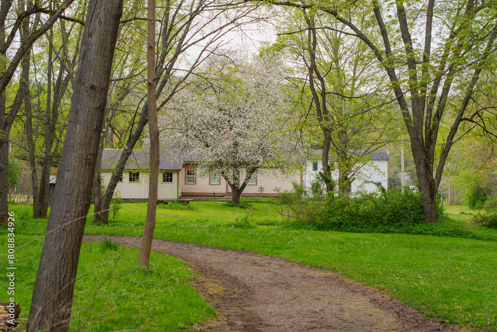 Selective focus background image fresh spring bloom rainy weather, old fashion garden and park land