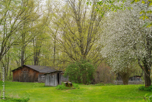 Selective focus background image fresh spring bloom rainy weather, old fashion garden and park land