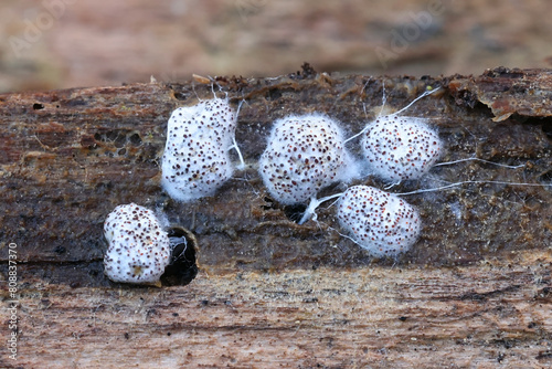 Myriococcum praecox, fungi from Finland, microscope image of sclerotium photo