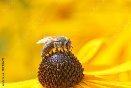 Bee on Black-Eyed Susan. Defocused orange nature background.