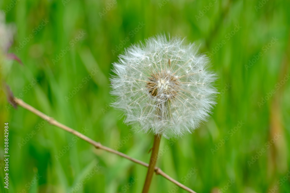 Fototapeta premium No Mow May, in the UK