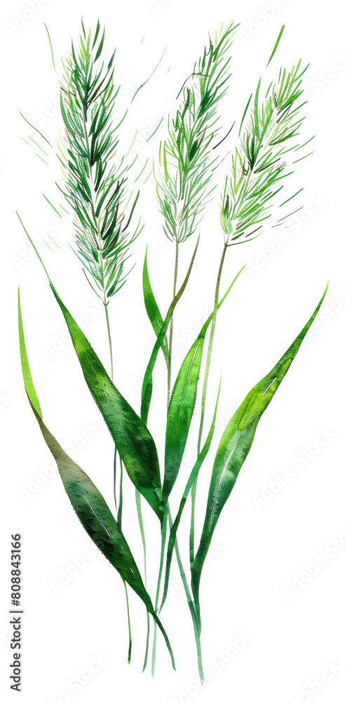 Obraz premium PNG Meadow grass green agropyron plant.
