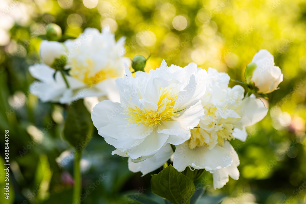 Blooming bush of bomb-shaped white and yellow peonies in the garden Blooming bush of bomb-shaped white and yellow peonies in the garden