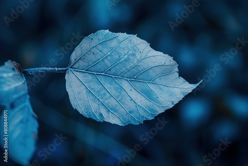 Close-up of a single leaf with a detailed texture against a calm blue background