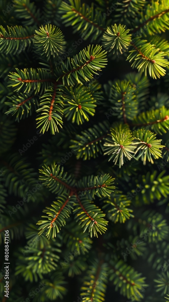 A close up of a Christmas trees and the tree appears to be in a forest. Concept of tranquility and natural beauty