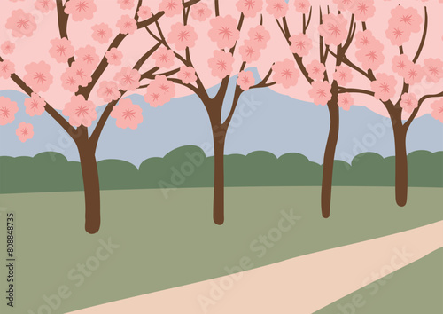 Peaceful cherry blossom park illustration. Serene scene with clear blue sky, pale blossoming cherry trees, green shrubs and grass pathway. Tranquil spring scenery. Flat vector illustration.