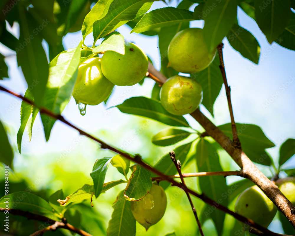Gummosis oozing of sap on surface of young nectarine fruits at organically grown or minimally sprayed orchards in Dallas, Texas, Prunus persica var. nucipersica with smooth skin on tree branch Gummosis oozing of sap on surface of young nectarine fruits at organically grown or minimally sprayed orchards in Dallas, Texas, Prunus persica var. nucipersica with smooth skin on tree branch
