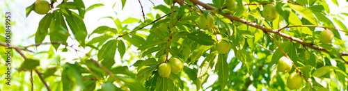 Panorama view load of young nectarine fruits or Prunus persica var. nucipersica smooth skin on tree branch with green leaves in Dallas, Texas, organically grown heirloom dwarf fruit tree orchard photo