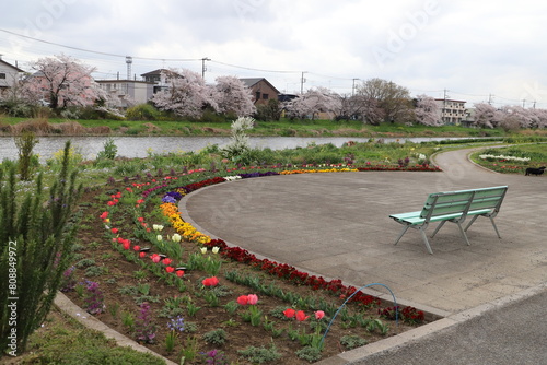 日本の春の川沿いの公園に咲くサクラの花と花壇に咲くチューリップやパンジーの花々の様子