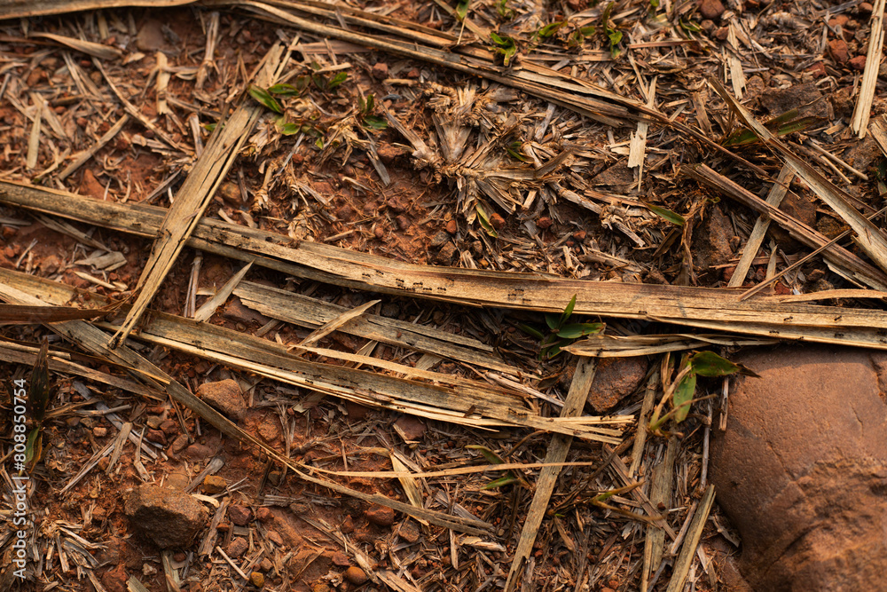 Little black ants walking in beautiful lines On a piece of dry grass, in the picture there are rocks. Little black ants walking in beautiful lines On a piece of dry grass, in the picture there are rocks.