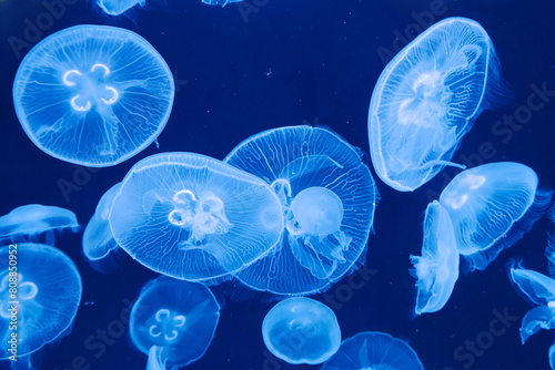jellyfish, Aurelia labiata, saltwater, floating, water, plants, photo