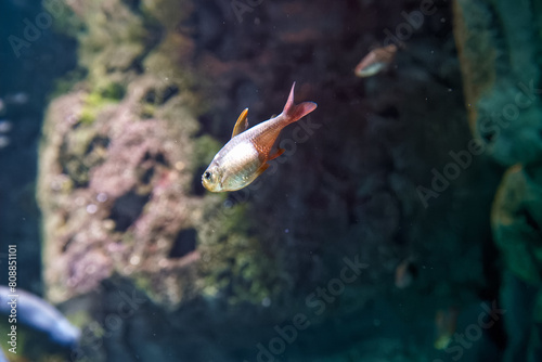 rapid, colombian, fish, freshwater, floating, water, plants, ich