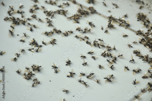 Canvastavla death mayfly or winged termite flying after rain in night and die on home tile f