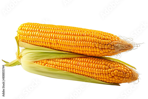 Two fresh corns isolated white background. photo