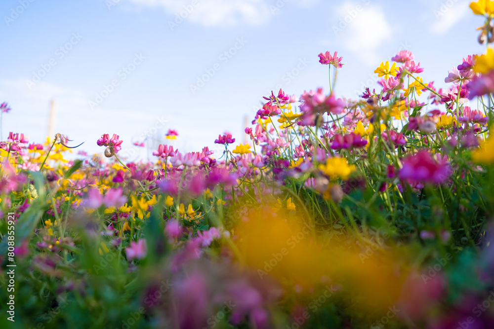 Vibrant Wildflower Meadow. Low angle view of a vibrant wildflower meadow with a mix of pink, yellow, and purple flowers under a clear blue sky. Vibrant Wildflower Meadow. Low angle view of a vibrant wildflower meadow with a mix of pink, yellow, and purple flowers under a clear blue sky.