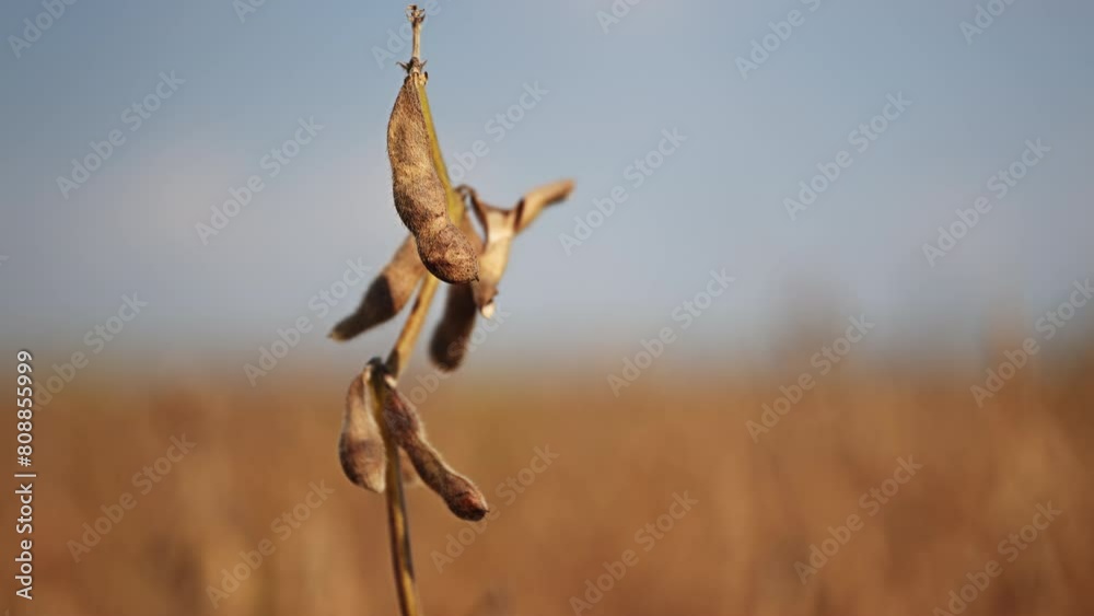 Ripe harvest ready soybean crop plantation in summer sunset Ripe harvest ready soybean crop plantation in summer sunset